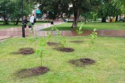 В центре Калининграда высадили 79 кустов сирени (фото)
В центре Калининграда высадили 79 кустов сирени (фото)