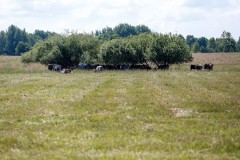 
						&laquo;На паровозе по полю&raquo;: под Зеленоградском открыли сафари-парк с необычными коровами (фото)			Избранное								