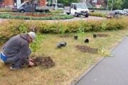 В центре Калининграда высадили 79 кустов сирени (фото)
В центре Калининграда высадили 79 кустов сирени (фото)