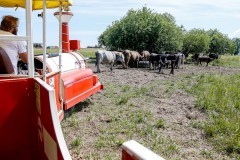 
						&laquo;На паровозе по полю&raquo;: под Зеленоградском открыли сафари-парк с необычными коровами (фото)			Избранное								