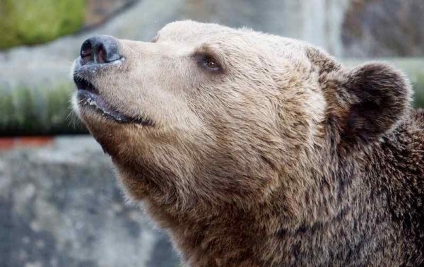 Вышедшая в слезах из зоопарка Калининграда рассказала о грязи и вони
