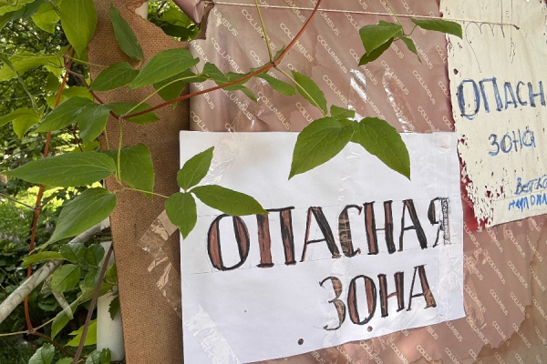 Старый клён: почему в Калининграде пять лет не могут решить вопрос с нависшим на детсадом деревом